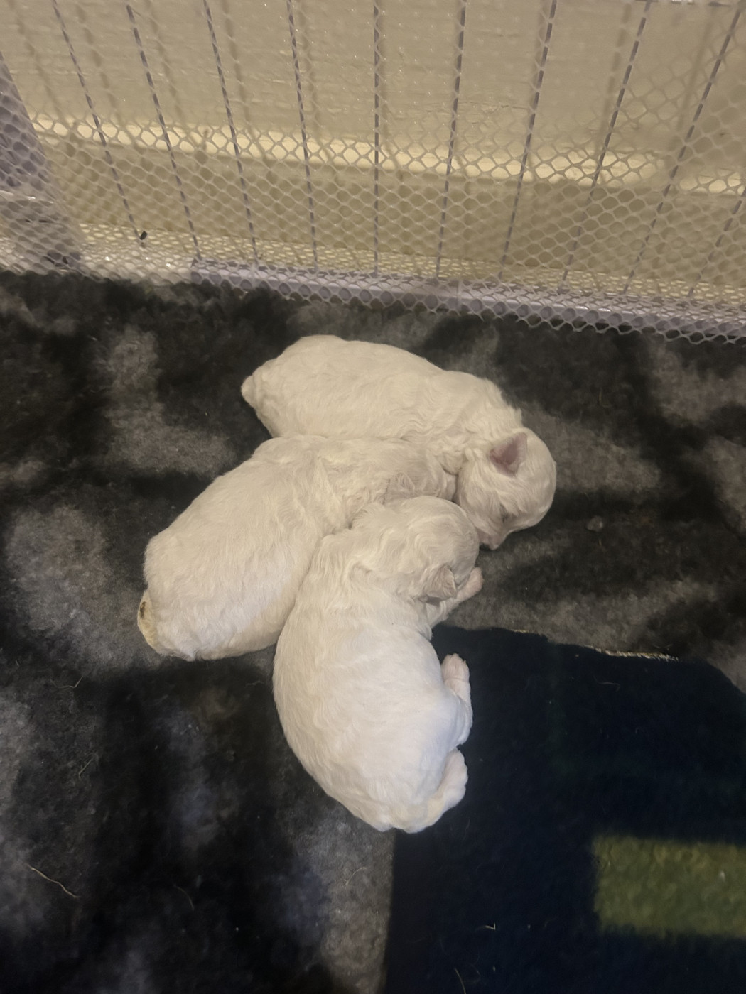 Chiot Bichon Frise Du Royaume Des Joyeux Ténérife