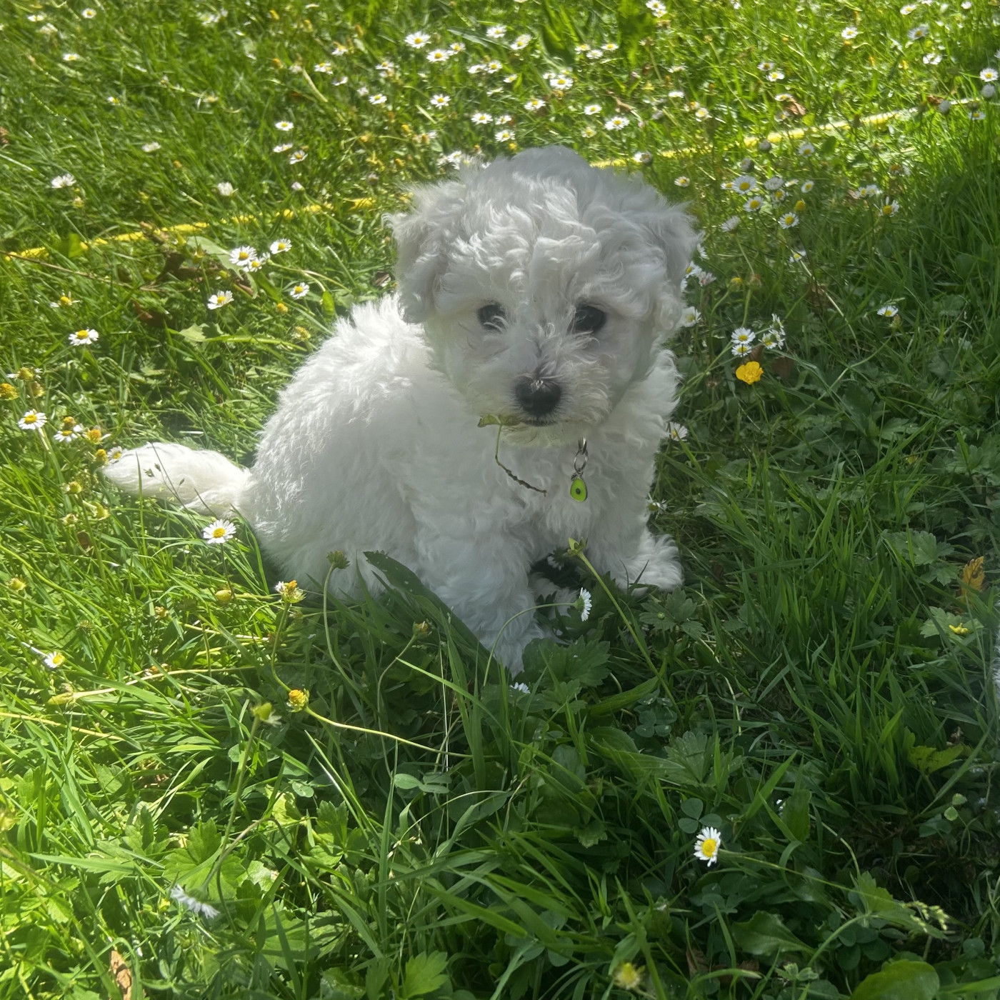 Du Royaume Des Joyeux Ténérife - Chiots disponibles - Bichon Frise