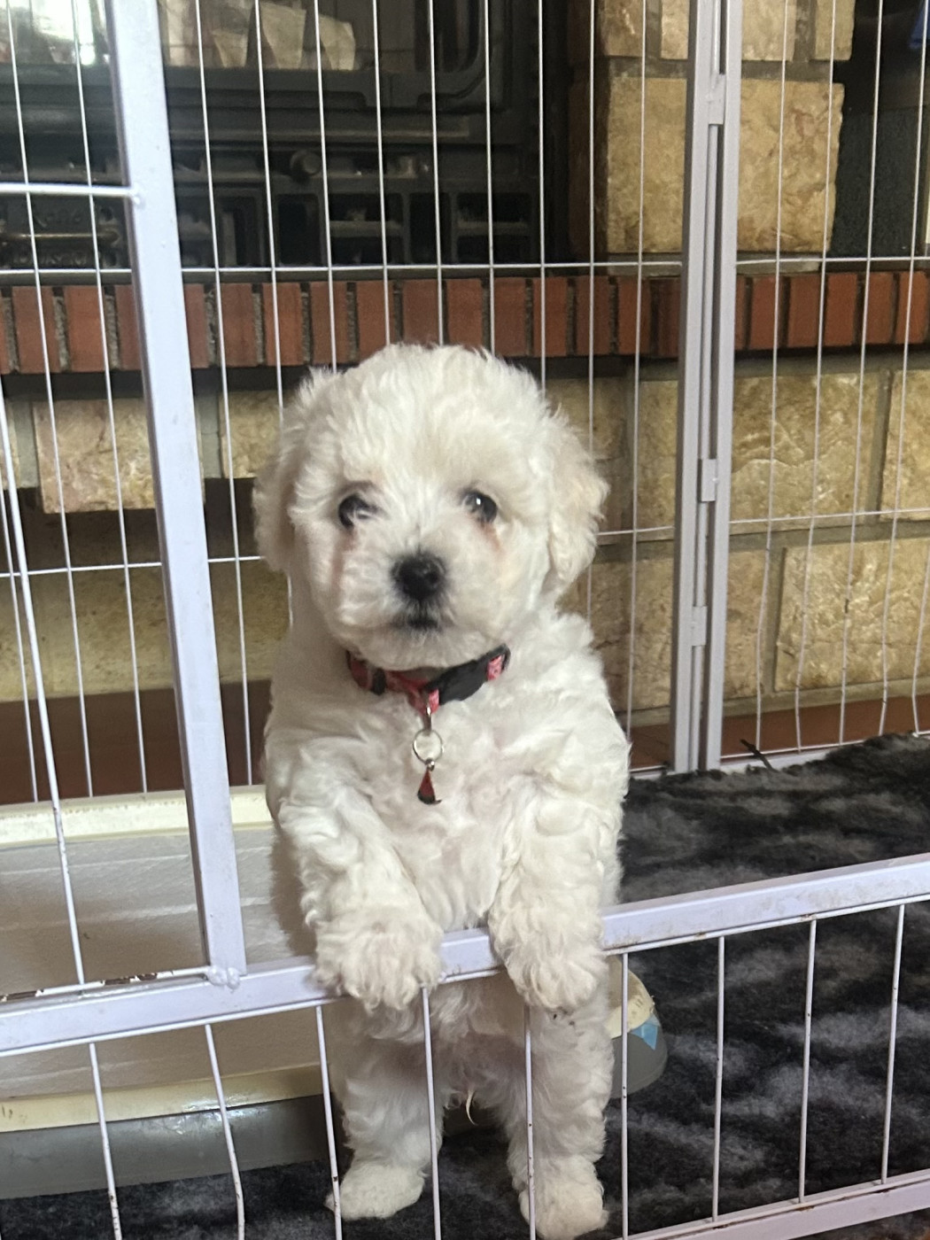 Du Royaume Des Joyeux Ténérife - Chiots disponibles - Bichon Frise