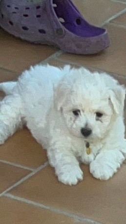 Du Royaume Des Joyeux Ténérife - Chiots disponibles - Bichon Frise